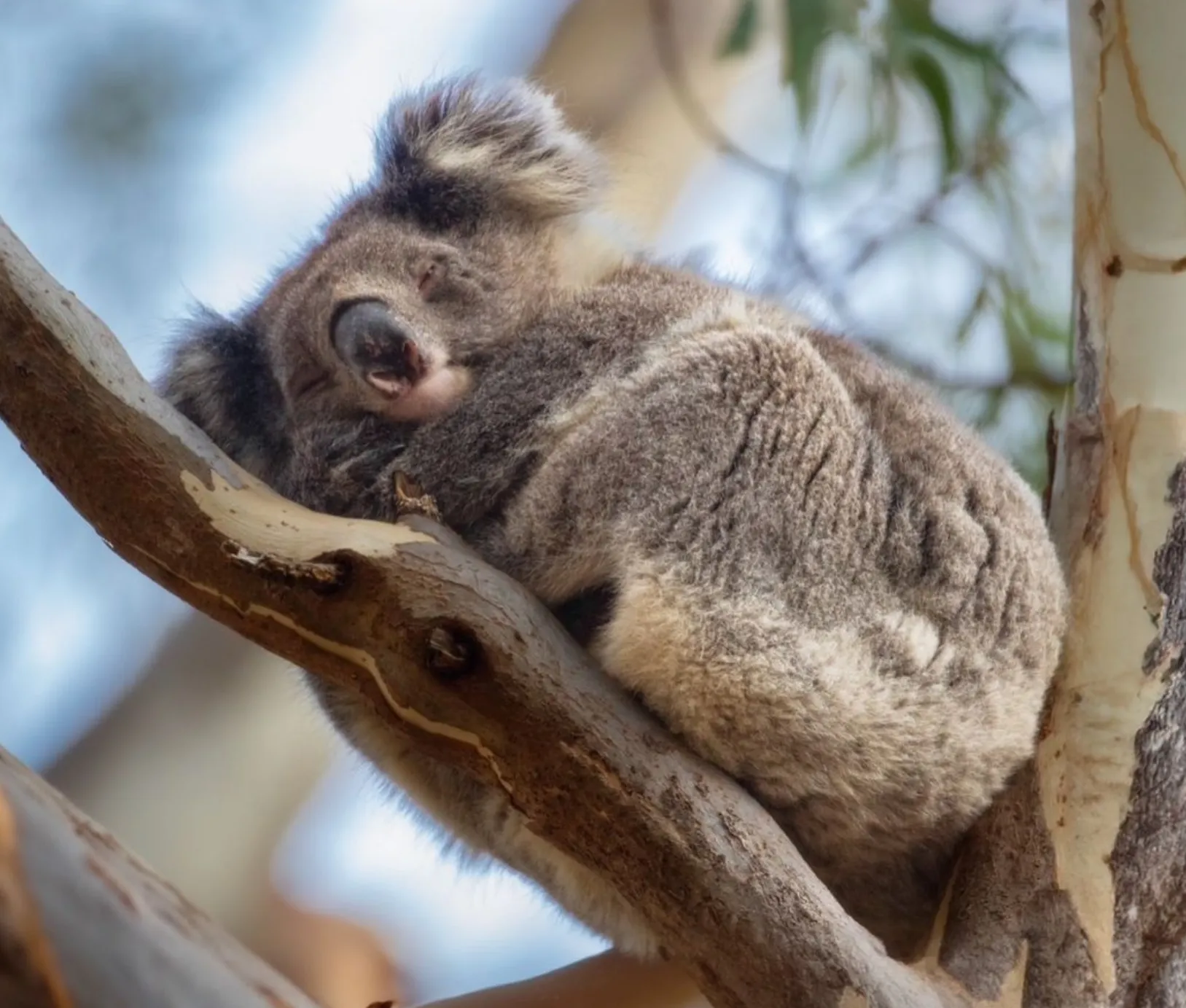 Koala Conservation Reserve
