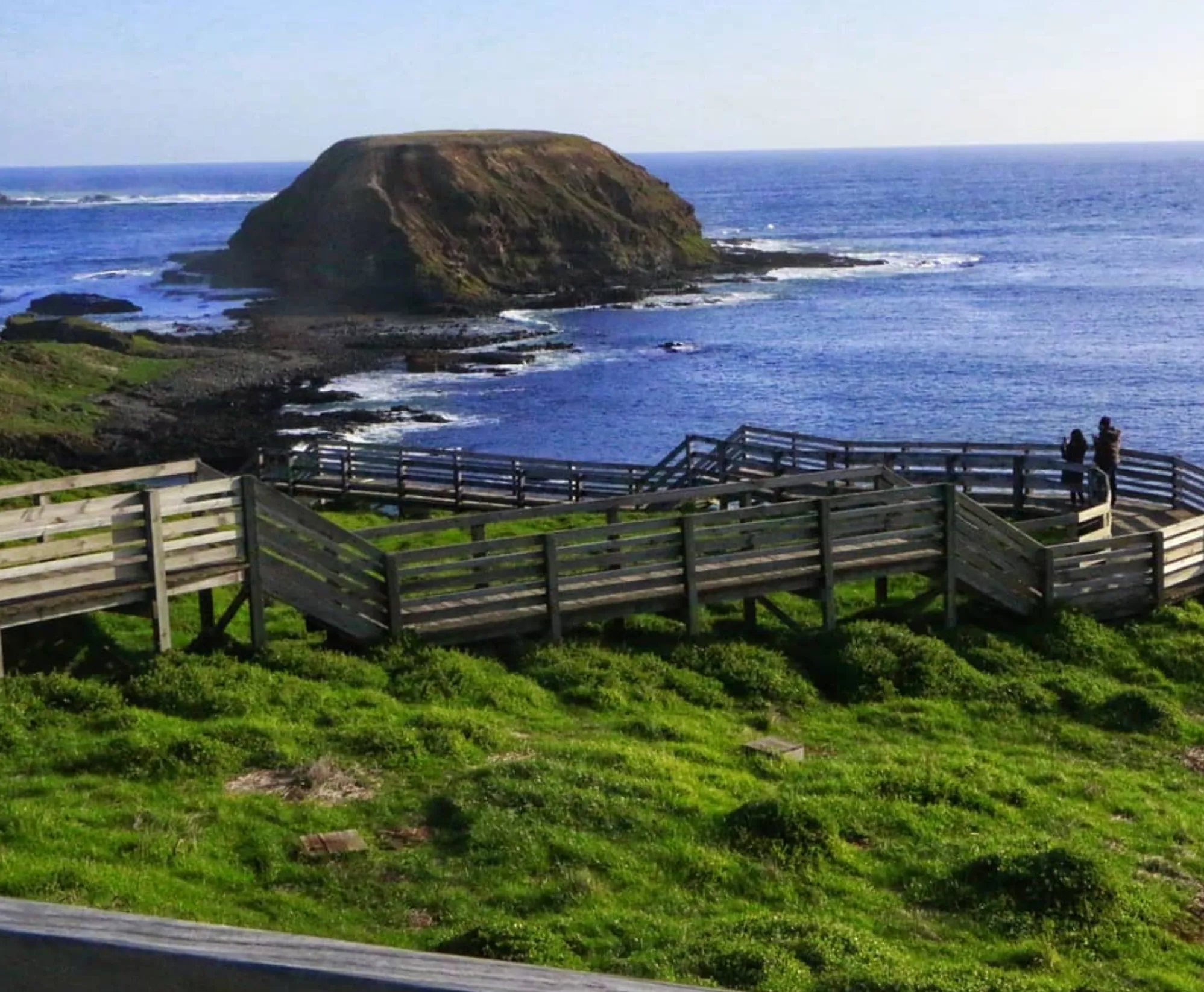 Penguin Parade VIP Experiences: Get Up Close with the Little Penguins